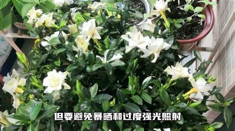 枙子花|黄栀